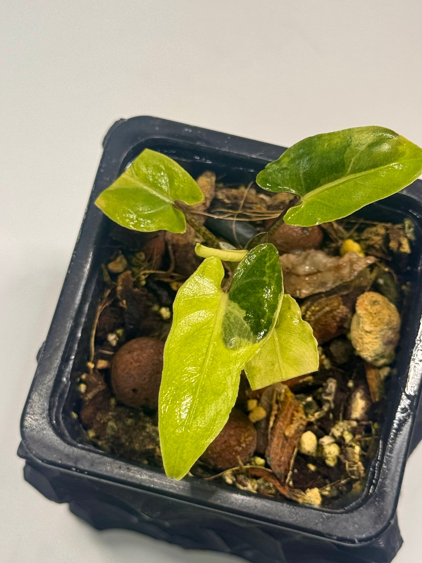 Alocasia Lauterbachiana Mint