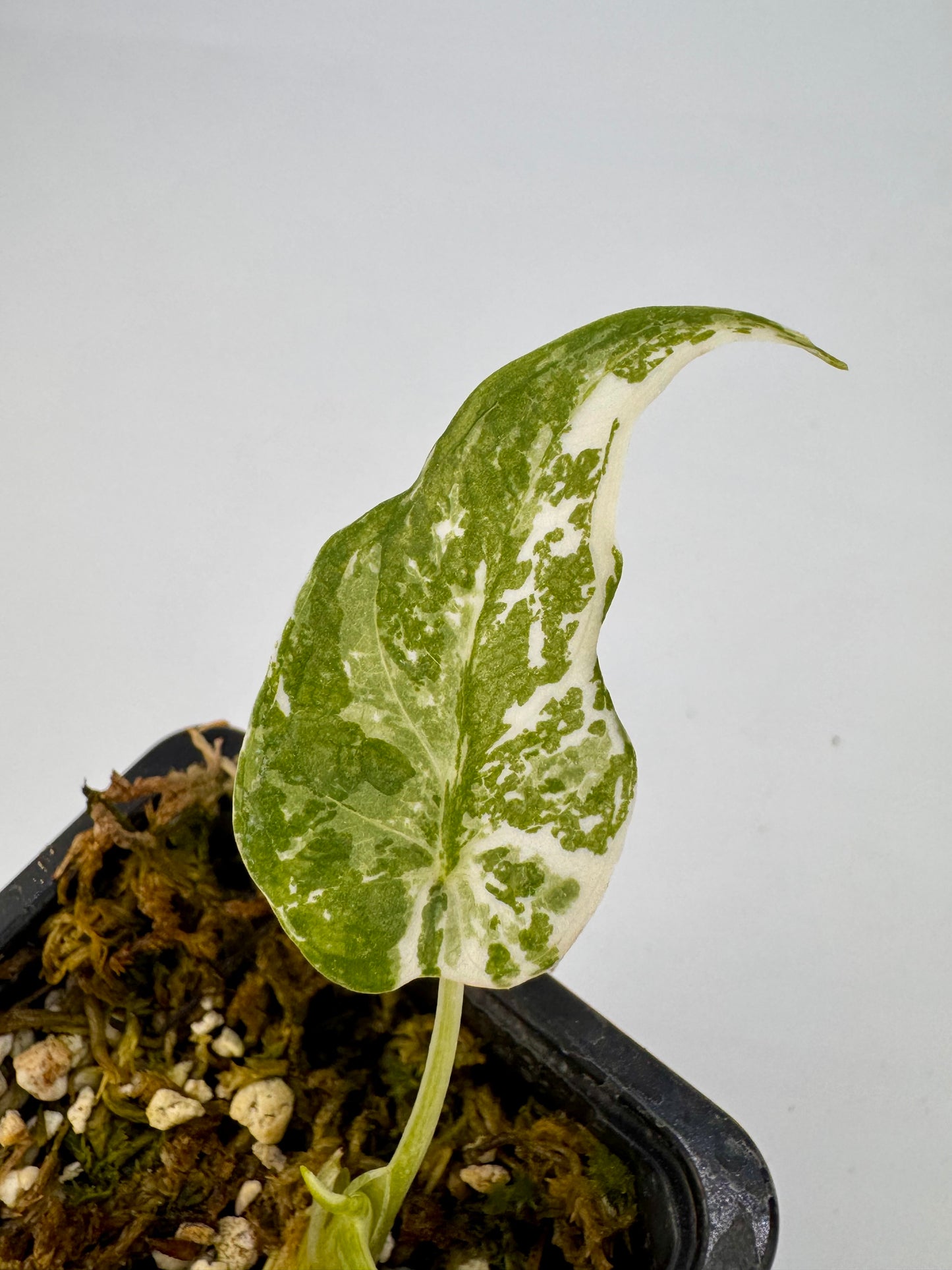 Alocasia Cuculatta « Wagyu » Albo Variegata