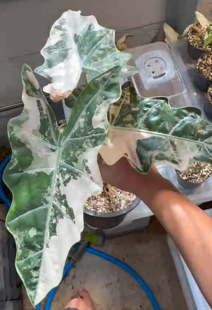 Alocasia Pseudo Sanderiana Pink - Bulbes