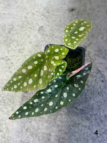 Bégonia Maculata Pink Variegata