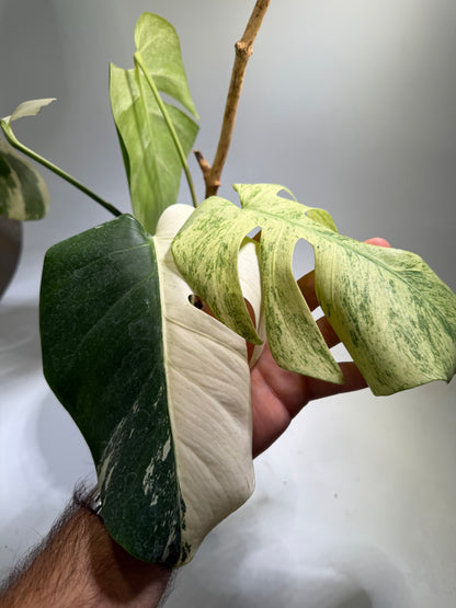 Monstera Jungle Mint