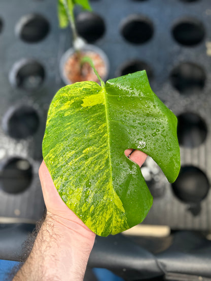 Monstera Aurea Variegata