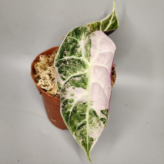 Alocasia Watsoniana Albo/Pink Variegata - Précommande Green and White Plants