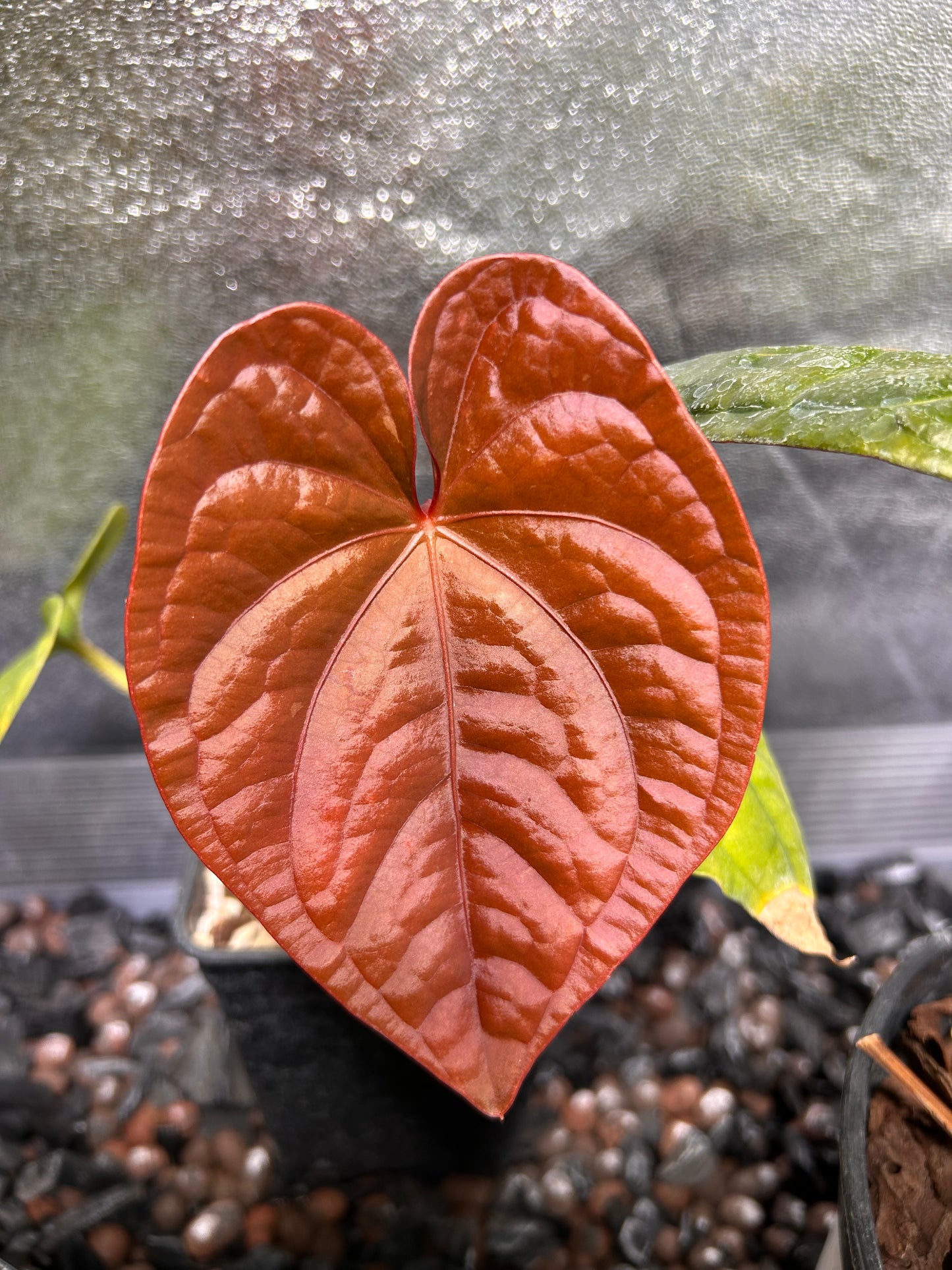 Substrat Anthurium Professionnel (5L)