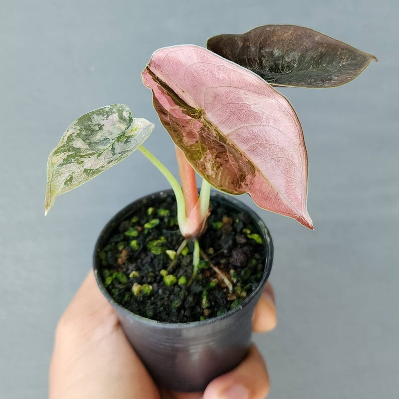 Alocasia Cuprea Red Secret Pink Variegata - Pre-order