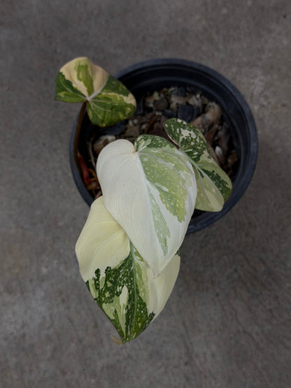Philodendron Gloriosum Tricolor