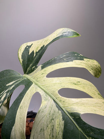 Monstera Jungle Mint