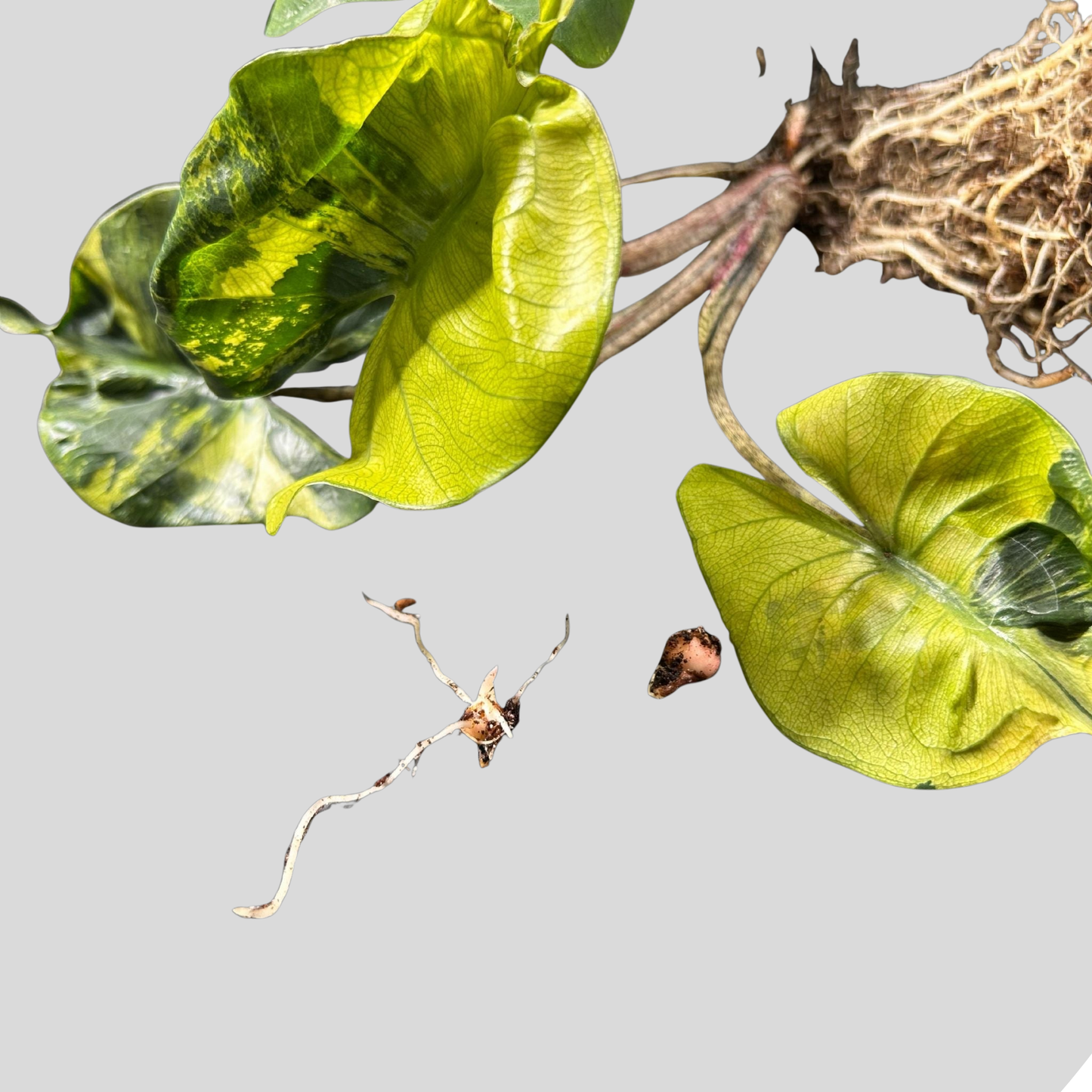 Alocasia Stingray Aurea Variegata - Zwiebel