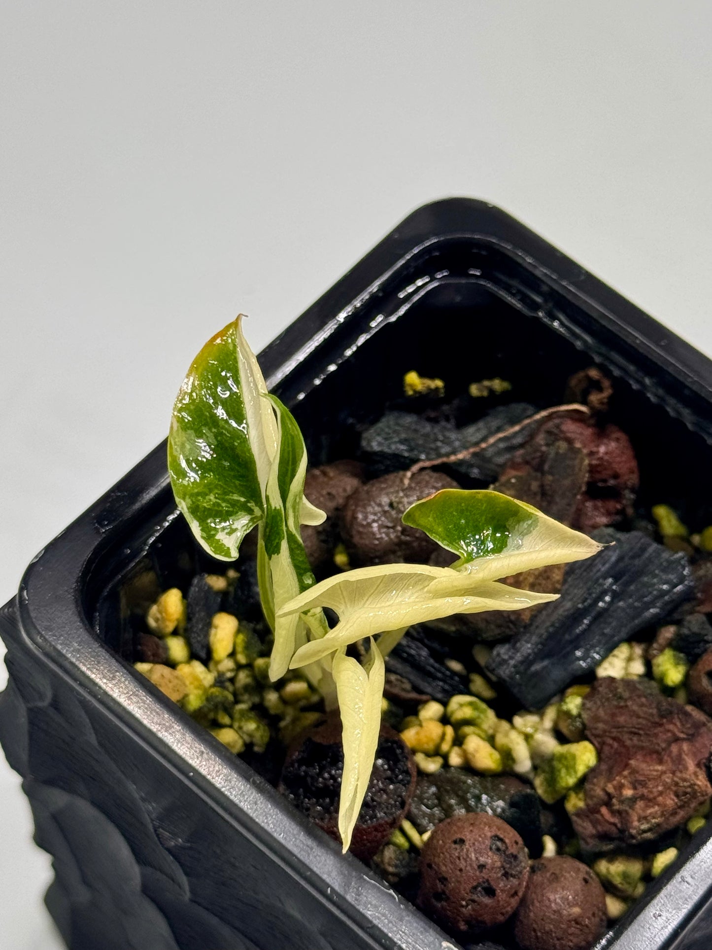Alocasia Cucullata Crinkless Albo