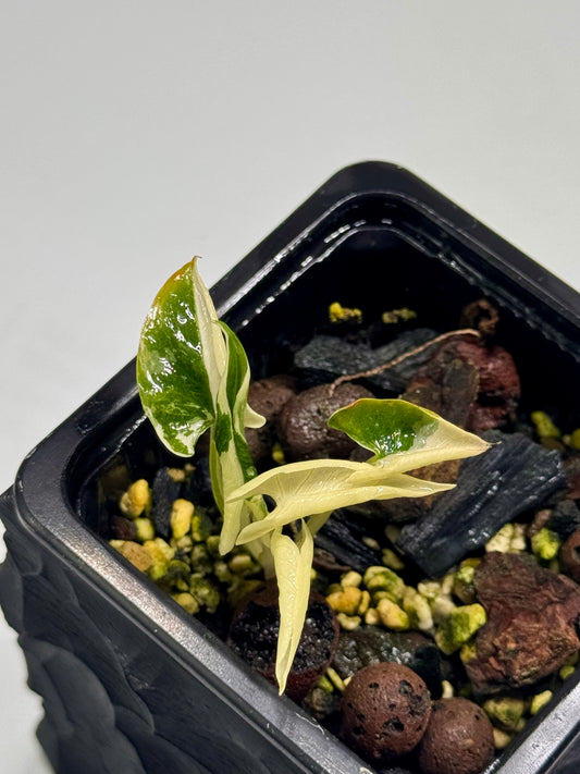 Alocasia Cucullata Crinkless Albo