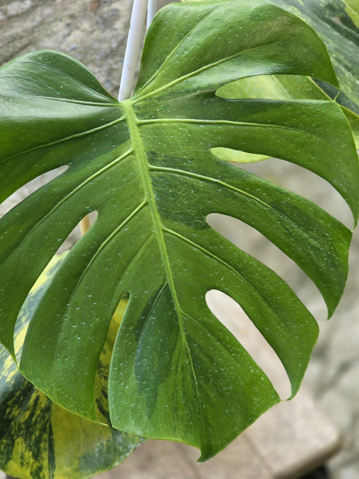 Monstera Deliciosa Orange Rusty variegata - Livraison 30 jours