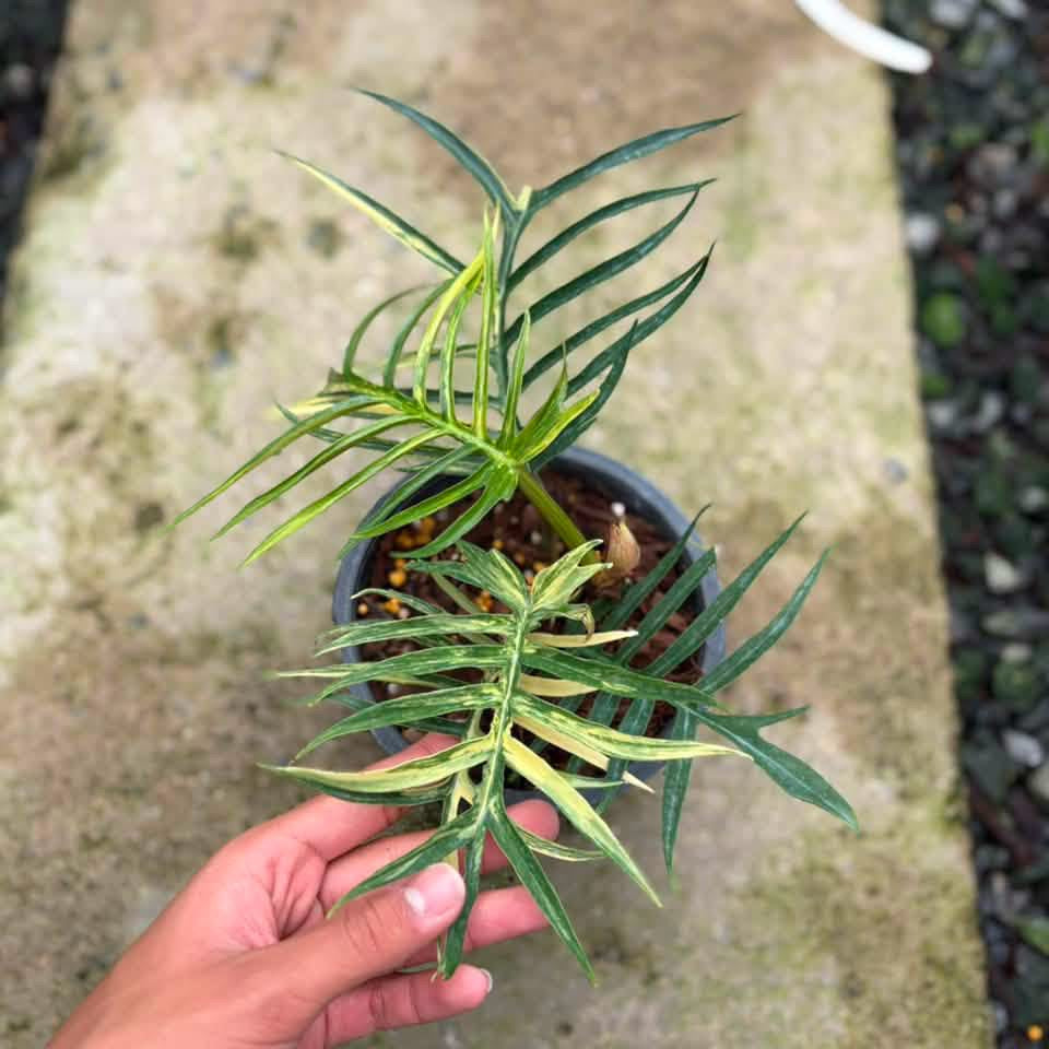 Philodendron Tortum Variegata