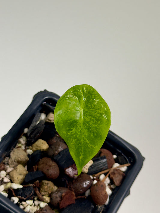 Alocasia Longiloba Mint Mutation