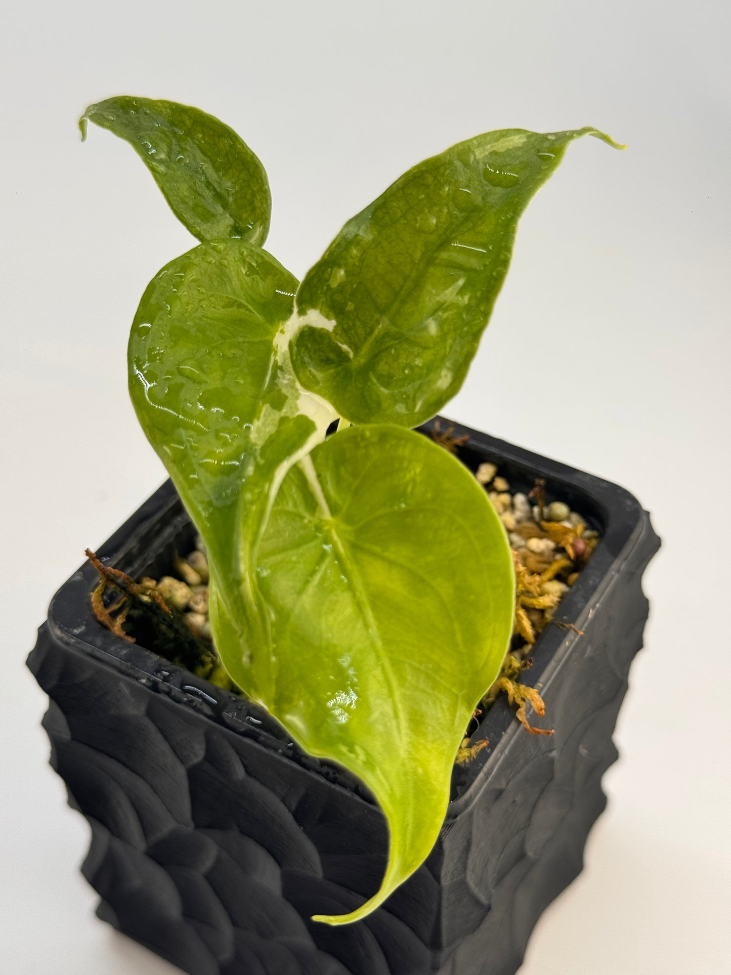 Alocasia Cuculatta „Wagyu“ Albo Variegata