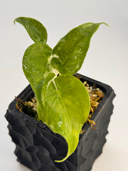 Alocasia Cuculatta „Wagyu“ Albo Variegata