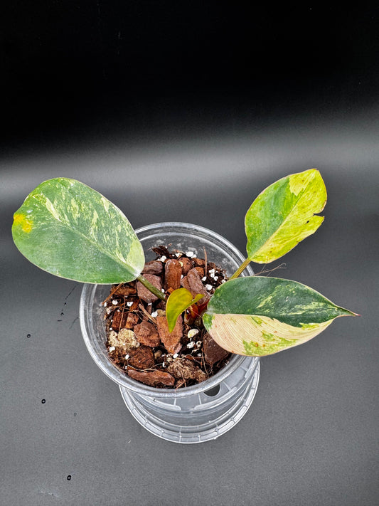 Philodendron Orange Congo Variegata Green and White Plants