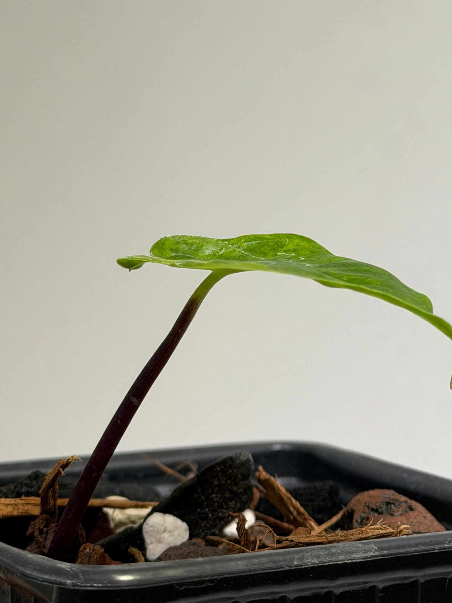 Alocasia Black Stem Aurea
