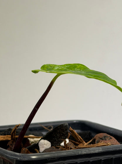 Alocasia Black Stem Aurea