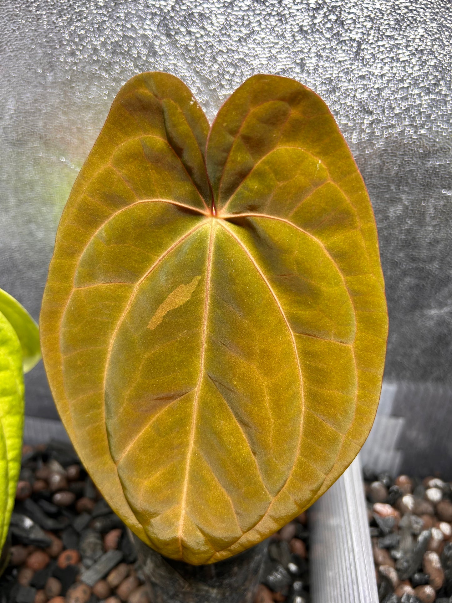 Substrat Anthurium Professionnel (5L)