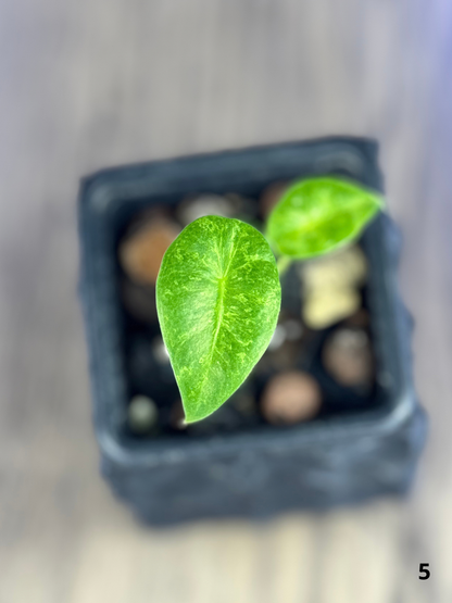 Alocasia Longiloba Mint Lava
