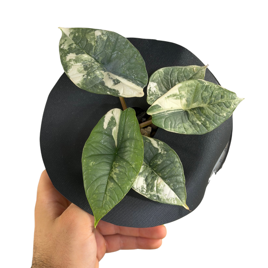 Alocasia Silver Dragon Albo - Bulbe