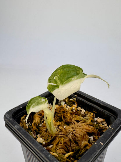 Alocasia Cuculatta « Wagyu » Albo Variegata