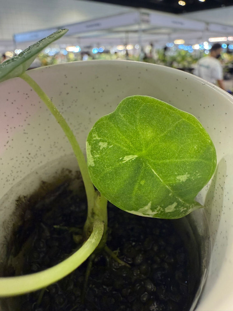 Alocasia Chaii - Pre-order