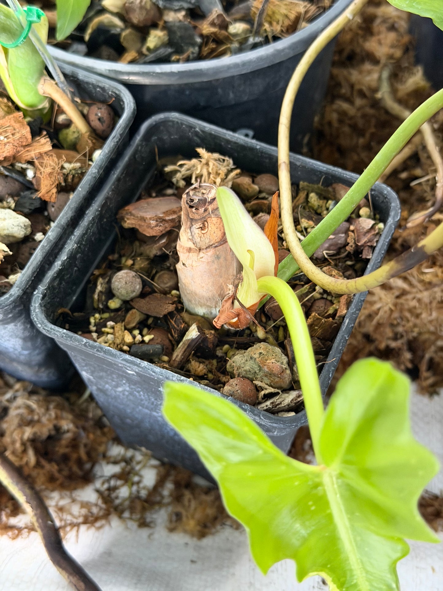 Philodendron Florida Beauty x Mayoï Variegata