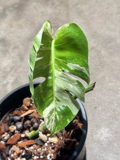 Monstera Jungle Mint
