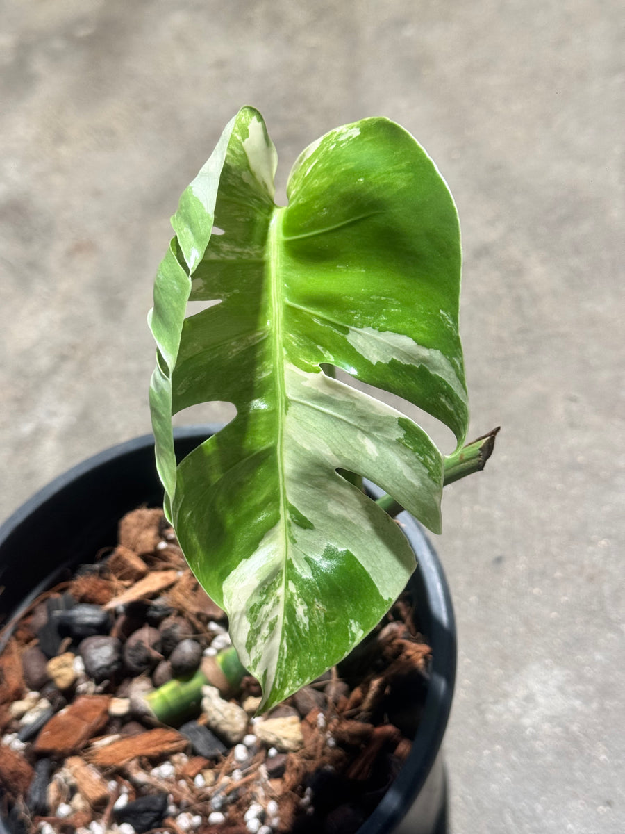 Monstera Jungle Mint