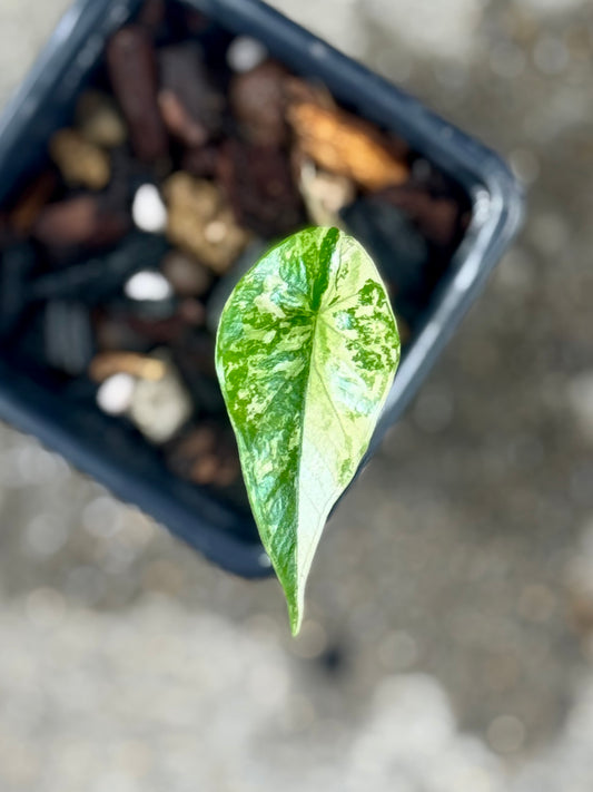 Alocasia Simpo Albo Variegata