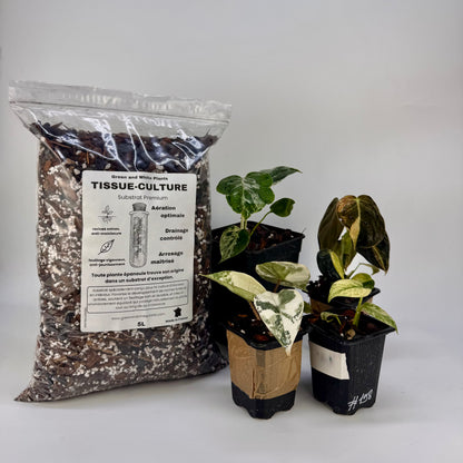 Substrat Tissue Culture Professionnel