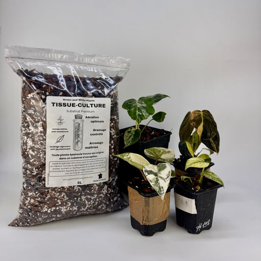 Substrat Tissue Culture Professionnel