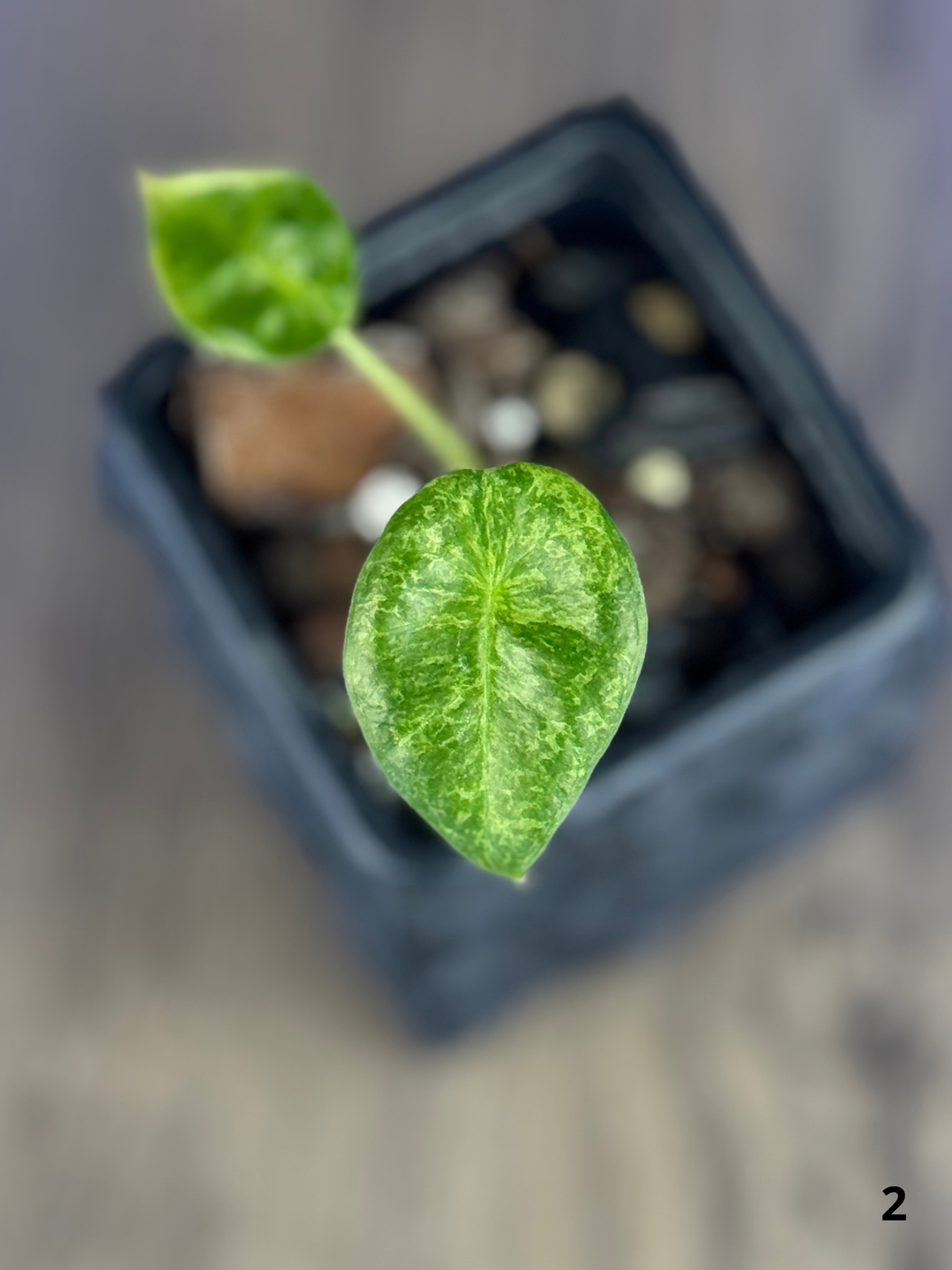 Alocasia Longiloba Mint Lava