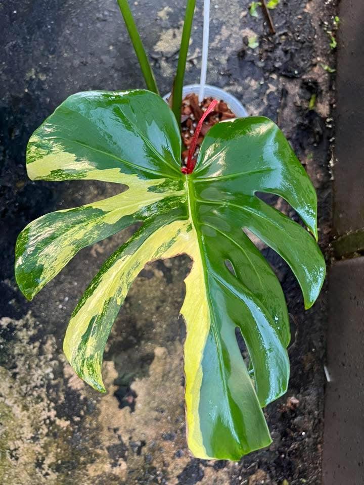 Monstera Deliciosa Aurea Large Form - Livraison 30 jours