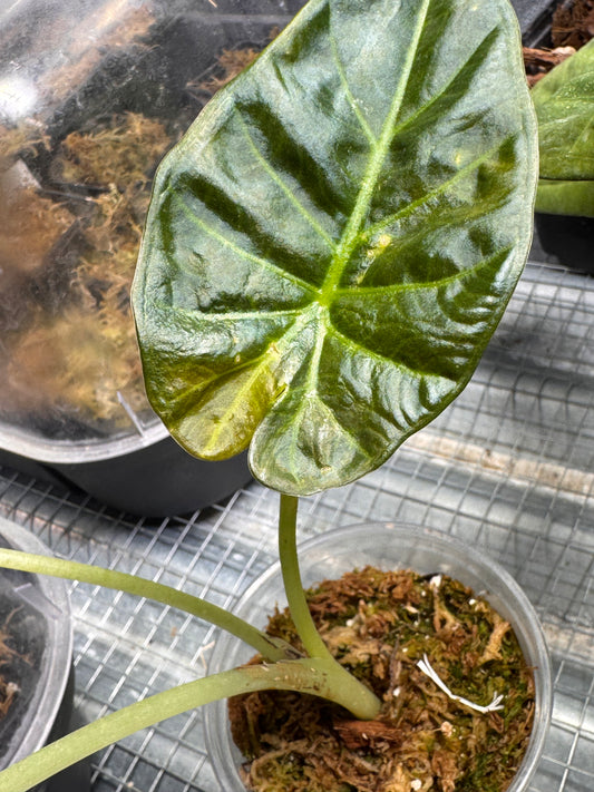 Alocasia Regal Shield Aurea Low Variegata - Lot.