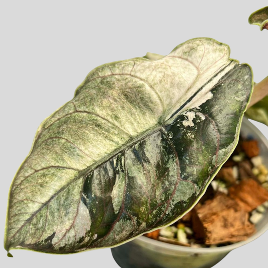 Alocasia Azlanii Pink Mint Variegata - Bulbe