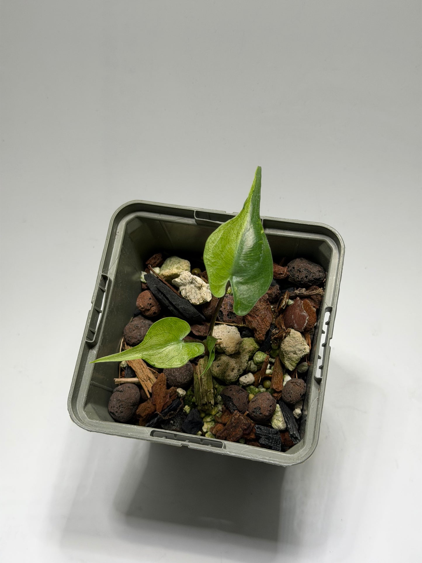 Alocasia Stingray Aurea Mint