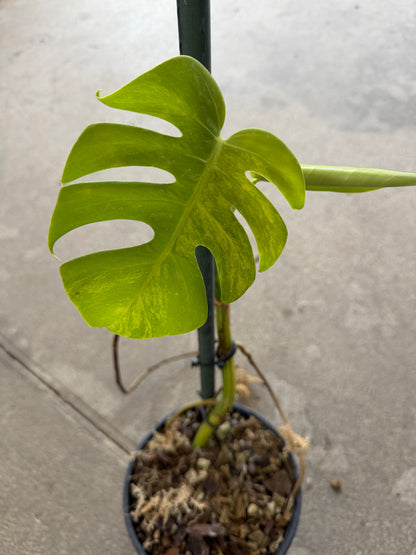 Monstera Borsigiana Aurea Variegata