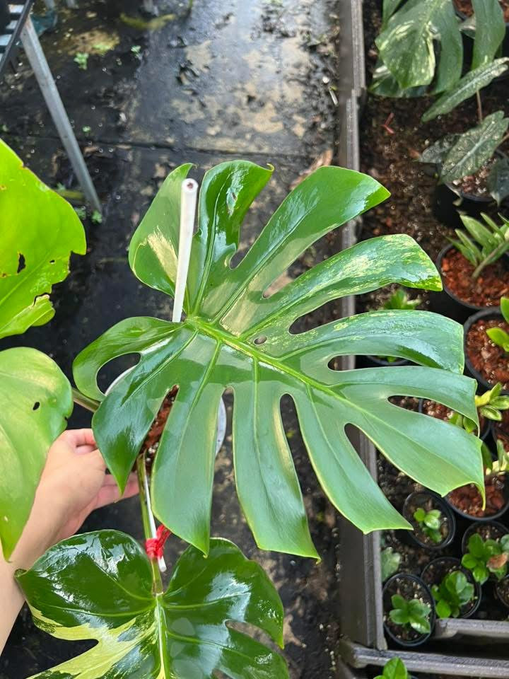 Monstera Deliciosa Aurea Large Form - Livraison 30 jours