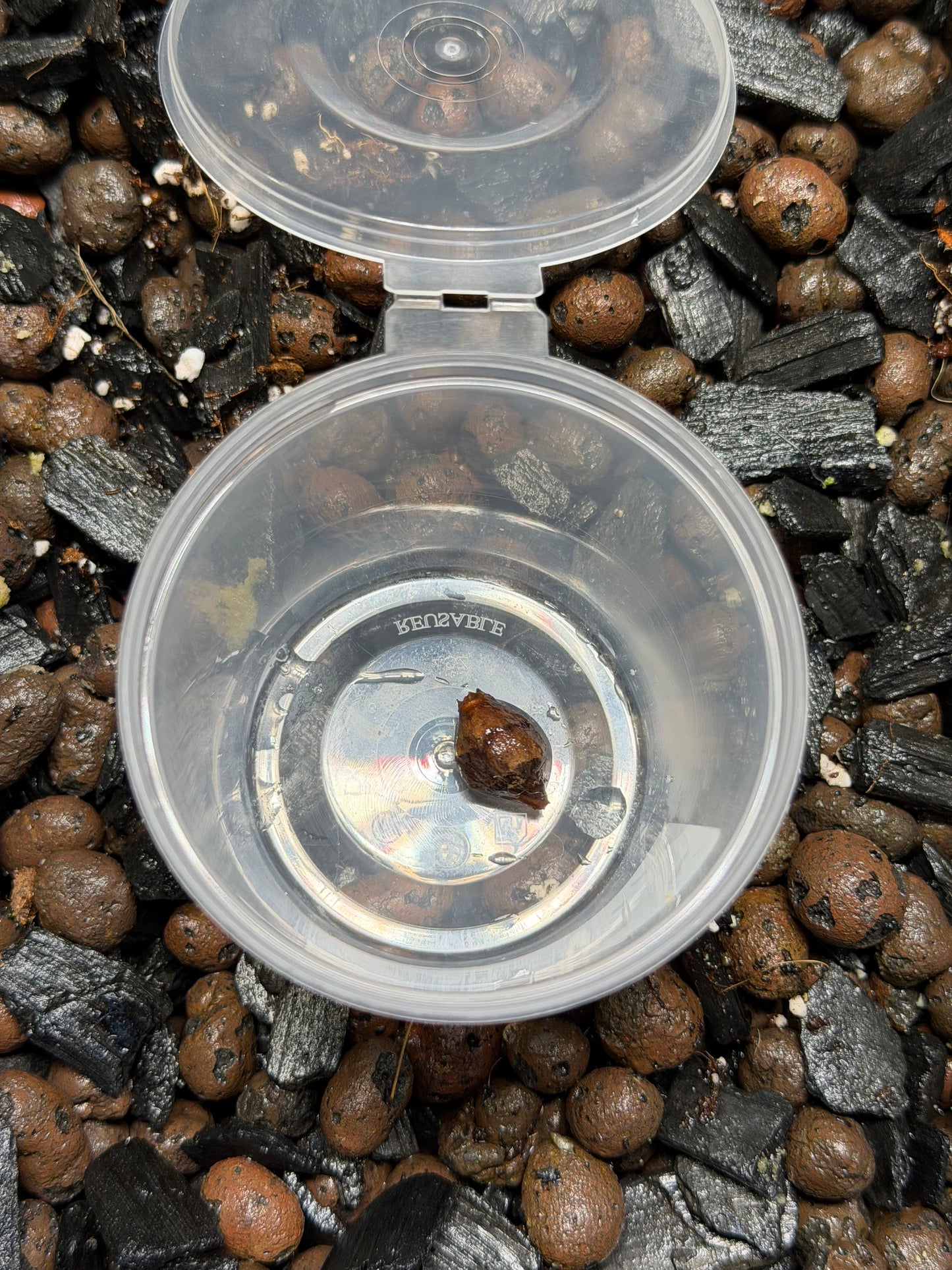 Alocasia Plumbea Nigra Sp. Pink