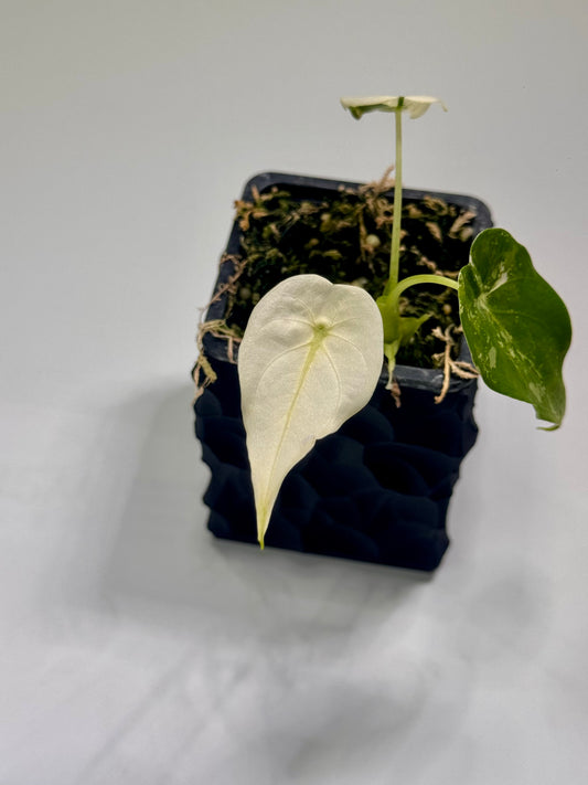 Alocasia Cuculatta « Wagyu » Albo Variegata