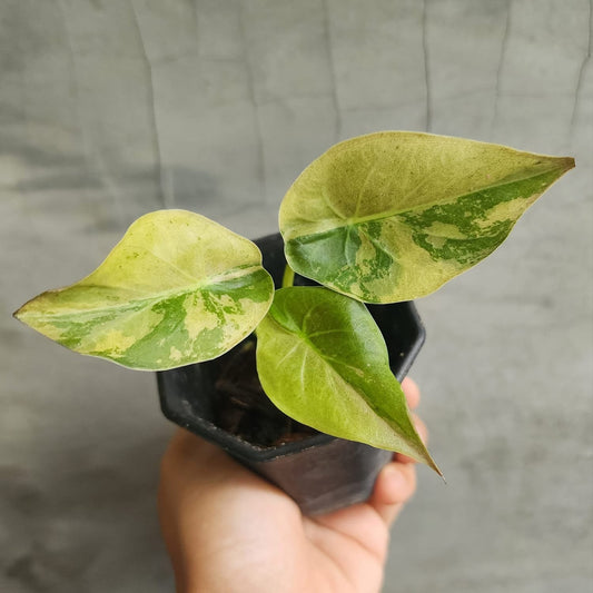 Alocasia Wentii Aurea/Gold Variegata - Précommande Green and White Plants