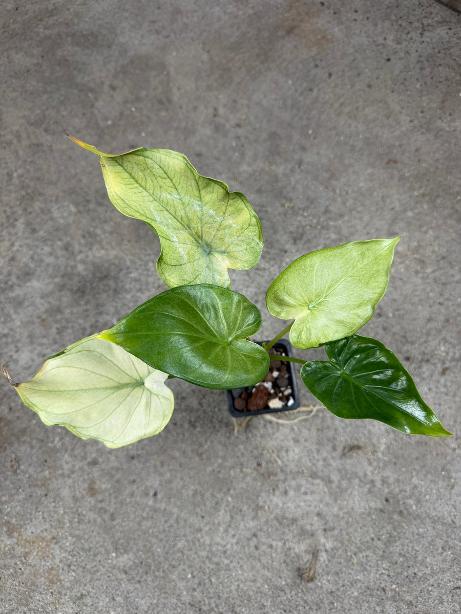Alocasia Cuculatta « Wagyu » Mint