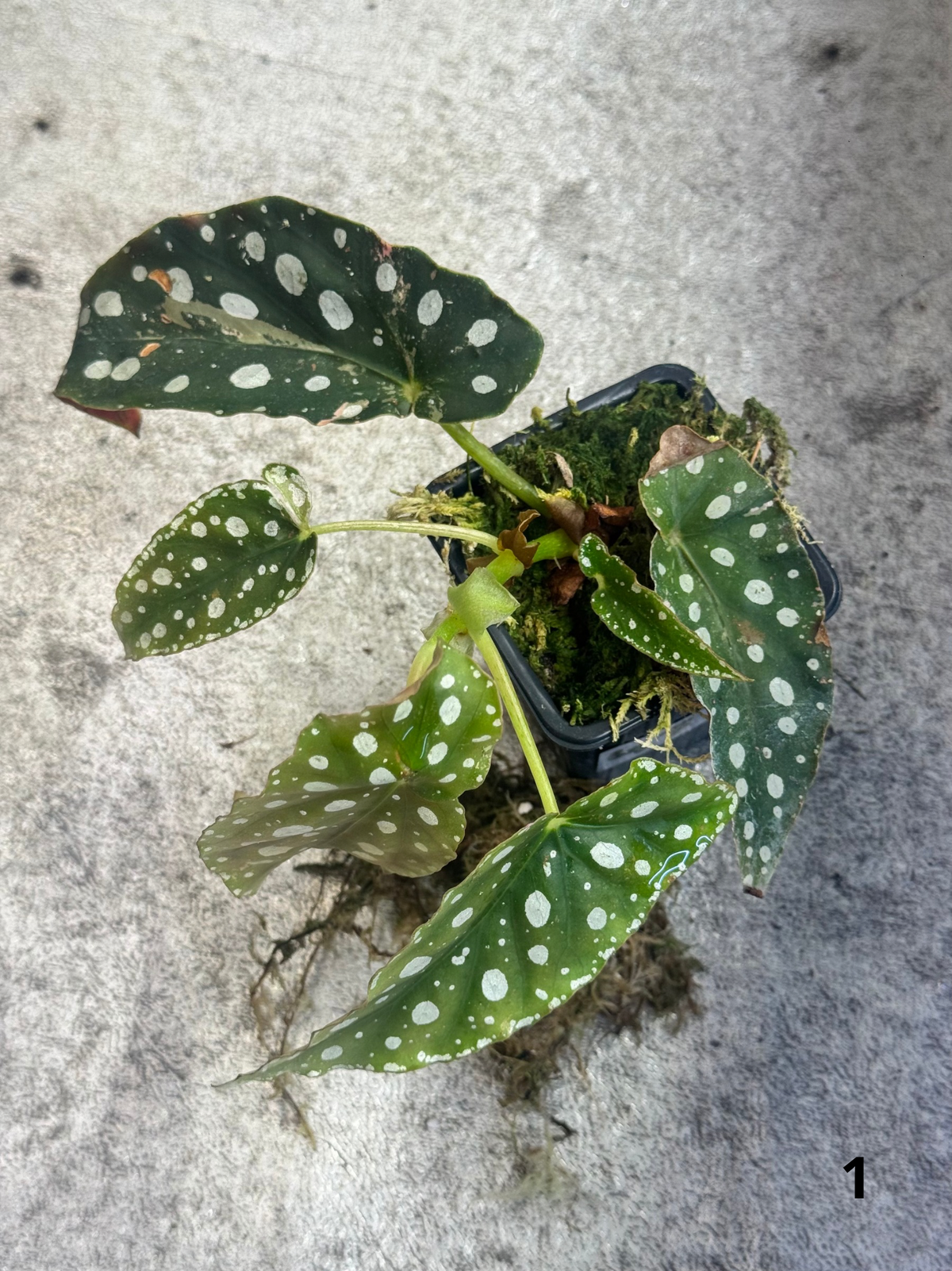 Bégonia Maculata Pink Variegata