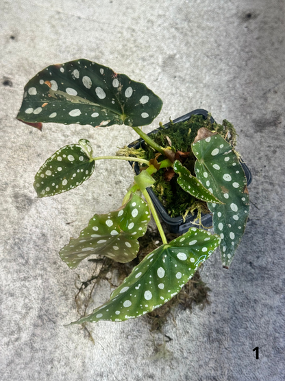 Bégonia Maculata Pink Variegata
