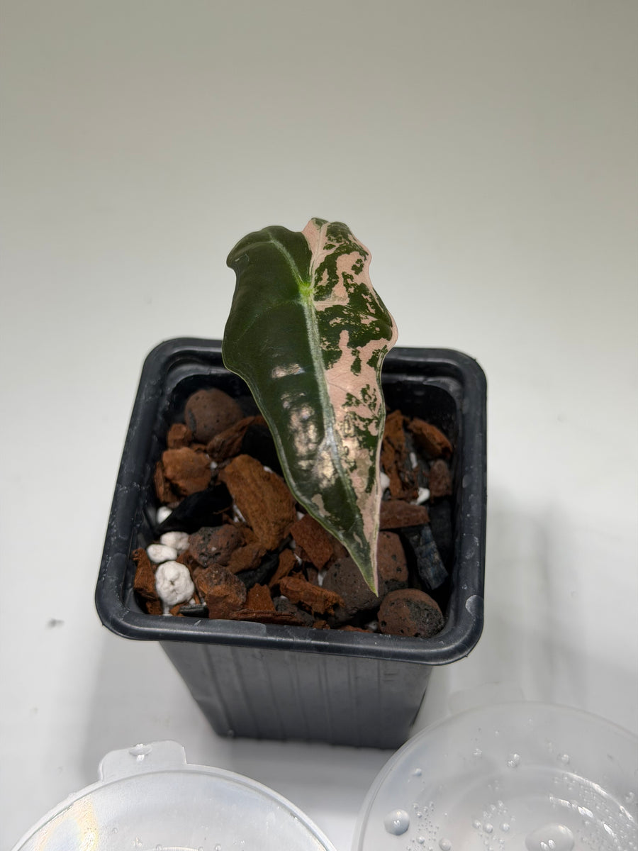 Alocasia Nobilis Pink « K Version »