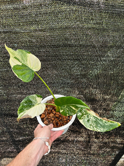 Alocasia Cucullata Albo « Wagyu » Variegata Green and White Plants