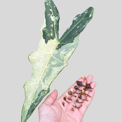 Alocasia Sarian Albo - Bulb