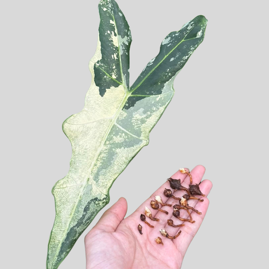 Alocasia Sarian Albo - Bulbe